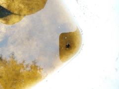 Hydaticus bimarginatus