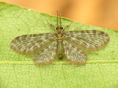 Nallachius americanus