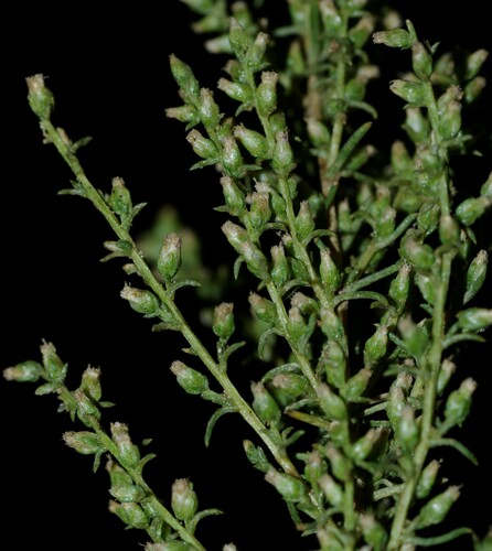 Field Sagewort