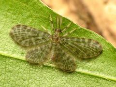 Nallachius americanus