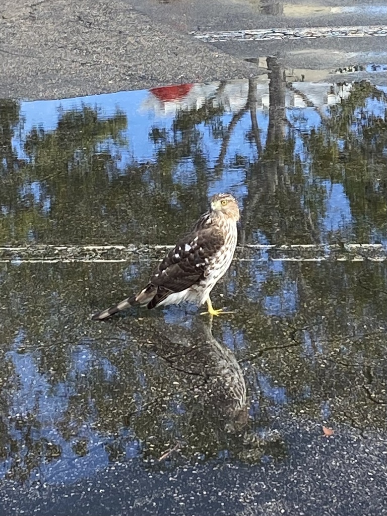 Cooper's Hawk from GulfGate Plaza, Naples, FL, US on January 26, 2024