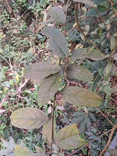 Capparis formosana (Capparis formosana)