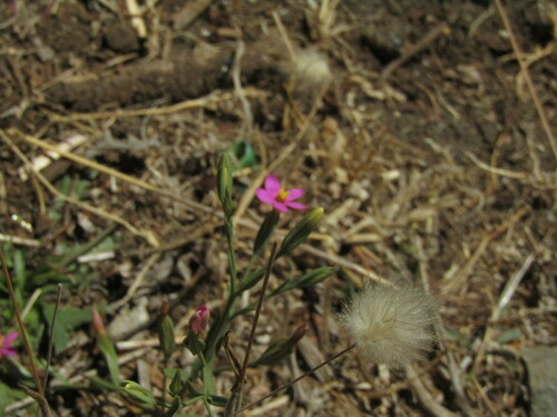 Centaurium cachanlahuen (Centaurium cachanlahuen)