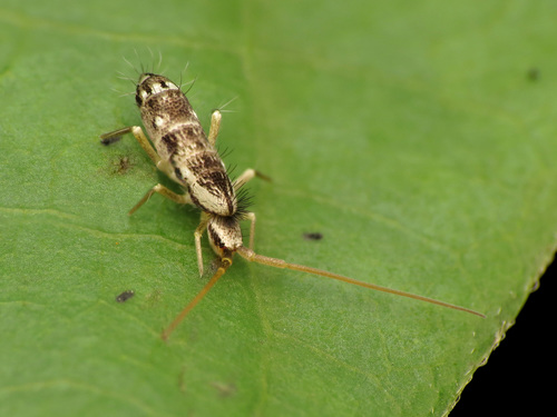 Kolembolos nuotrauka