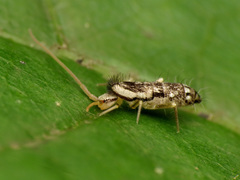 Pogonognathellus elongatus