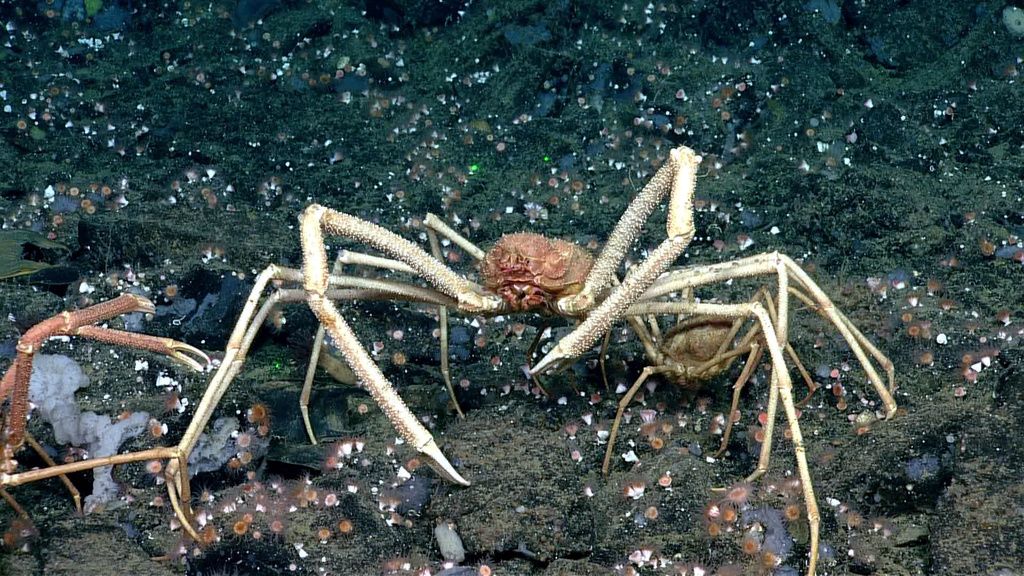 Macroregonia macrochira