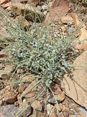 Heliotropium calcareum