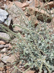 Heliotropium calcareum