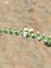 Heliotropium calcareum