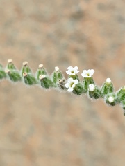 Heliotropium calcareum