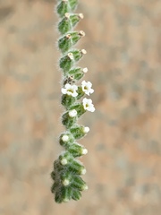 Heliotropium calcareum
