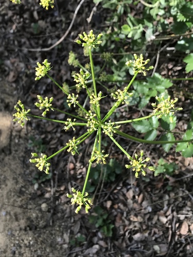 iNaturalist observation photo of Shiny Biscuitroot