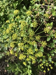 Lomatium lucidum