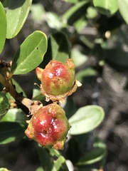Ceanothus megacarpus megacarpus