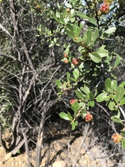 Ceanothus megacarpus megacarpus