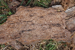 Dendroctonus frontalis