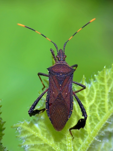 Citron Bug photo 5
