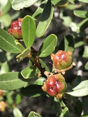 Ceanothus megacarpus megacarpus