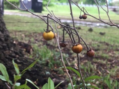 Solanum elaeagnifolium