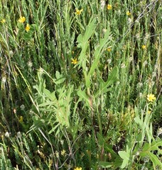 Silphium albiflorum