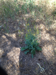 Brassica rapa amplexicaulis