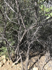 Ceanothus megacarpus megacarpus