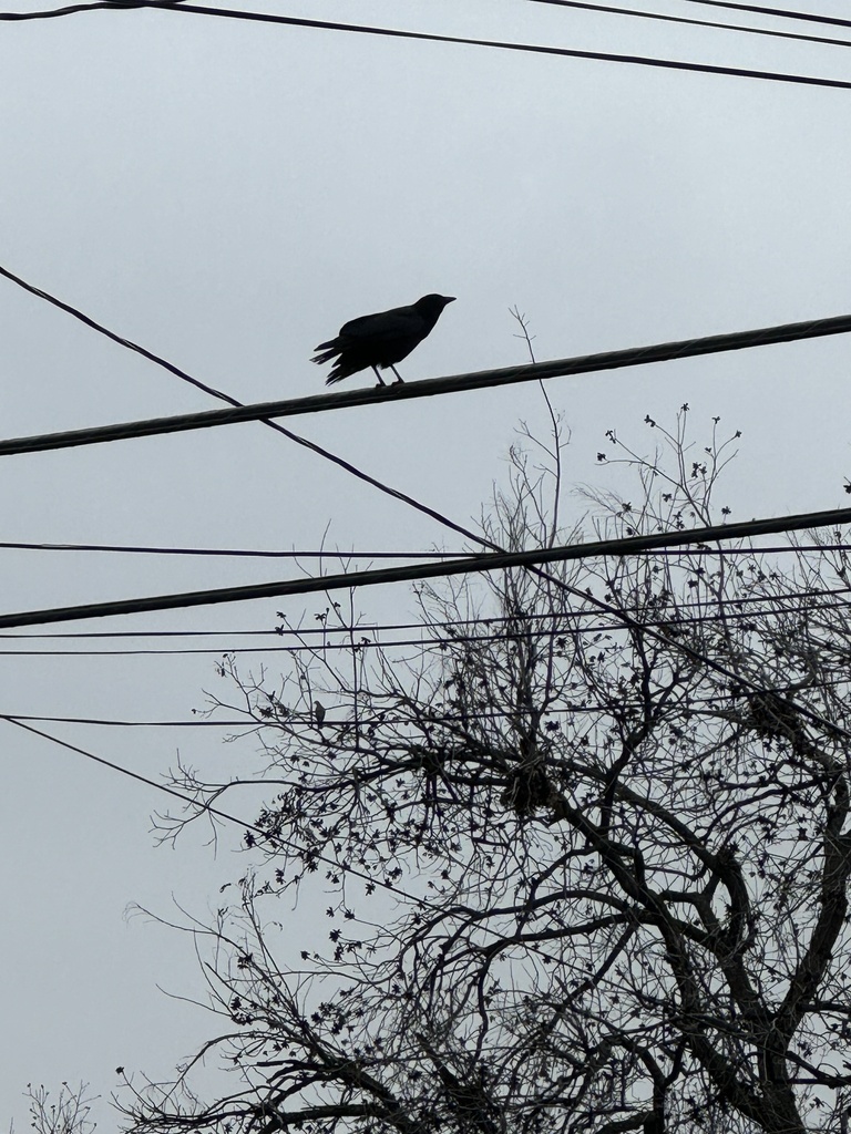 January Crow American Crow from University of North Texas, Denton, TX, US on January ...