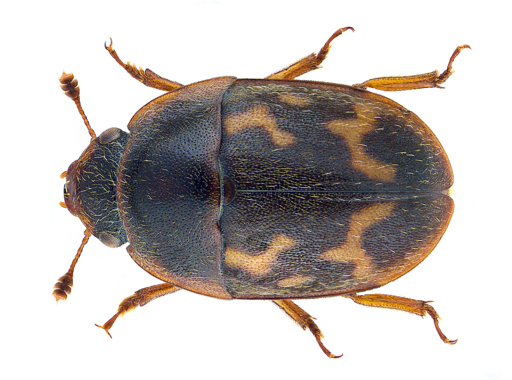 Cryptarcha strigata