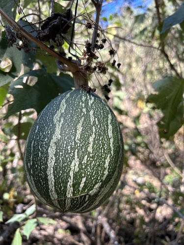 Cucurbita argyrosperma (Cucurbita argyrosperma)