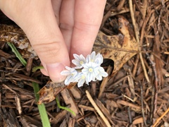 Puschkinia scilloides