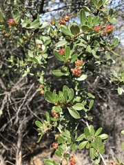 Ceanothus megacarpus megacarpus