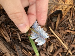 Puschkinia scilloides