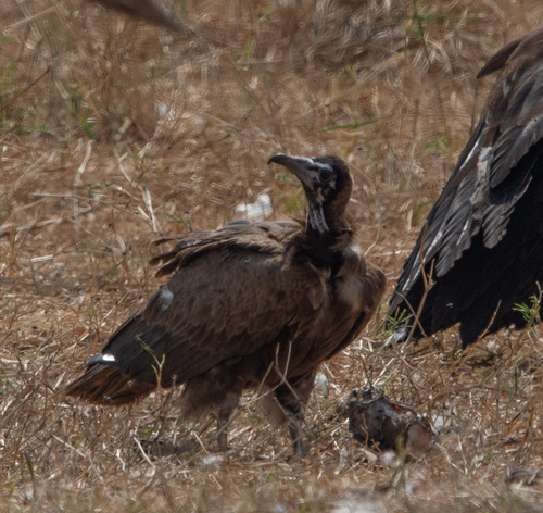 Hooded Vulture