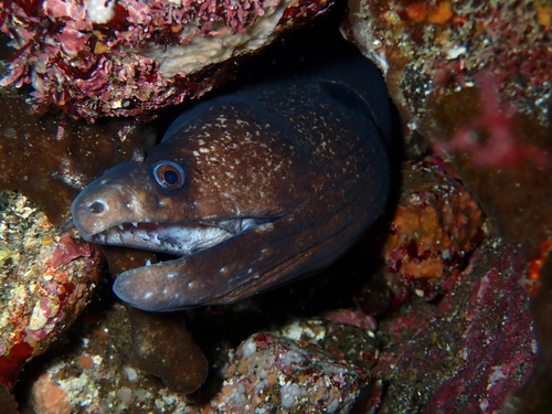 Hourglass moray (Muraena clepsydra) — Muraenidae — 3
