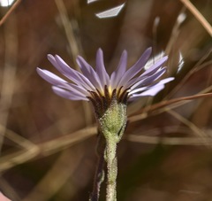 Almutaster pauciflorus