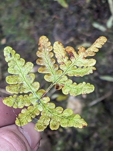 Image of Pentagramma glanduloviscida by no rights reserved