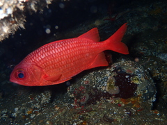 Panamic Soldierfish photo 3
