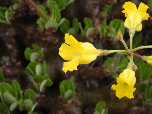 Pachypodium horombense
