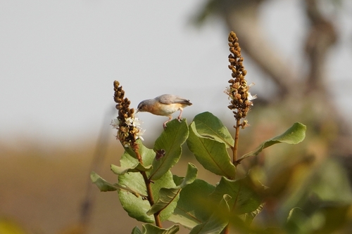 Northern Crombec (Sylvietta brachyura), photo 3