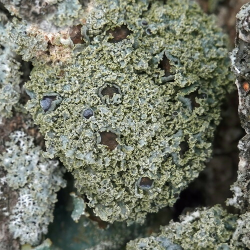 rosette lichen