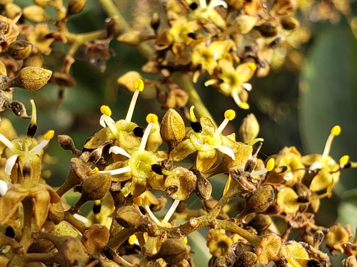 Dialium guineense, photograph 5