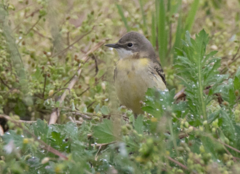 Motacilla flava cinereocapilla