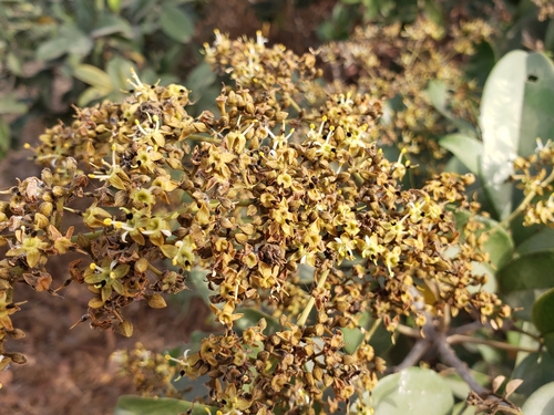 Dialium guineense, photograph 6