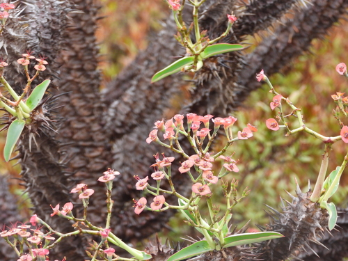 Euphorbia leandriana