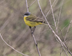 Motacilla flava cinereocapilla