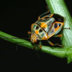 Hemiptera
