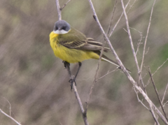 Motacilla flava cinereocapilla
