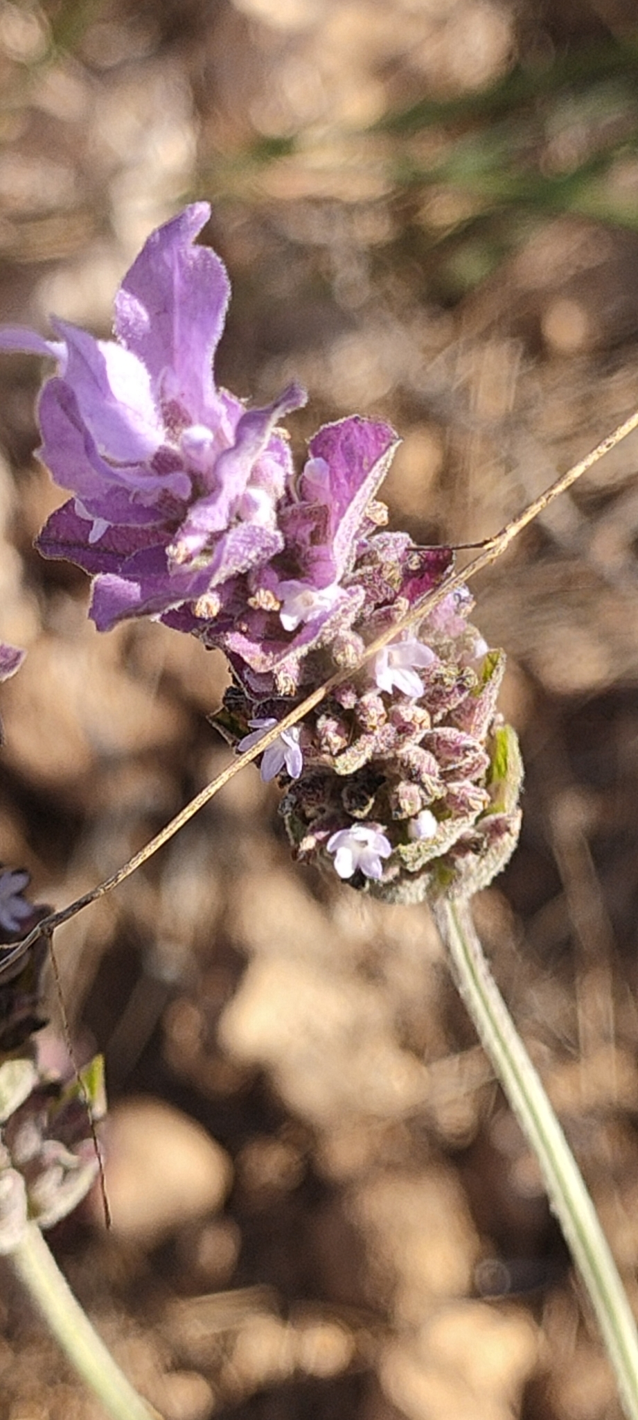 Imagem de Lavanda