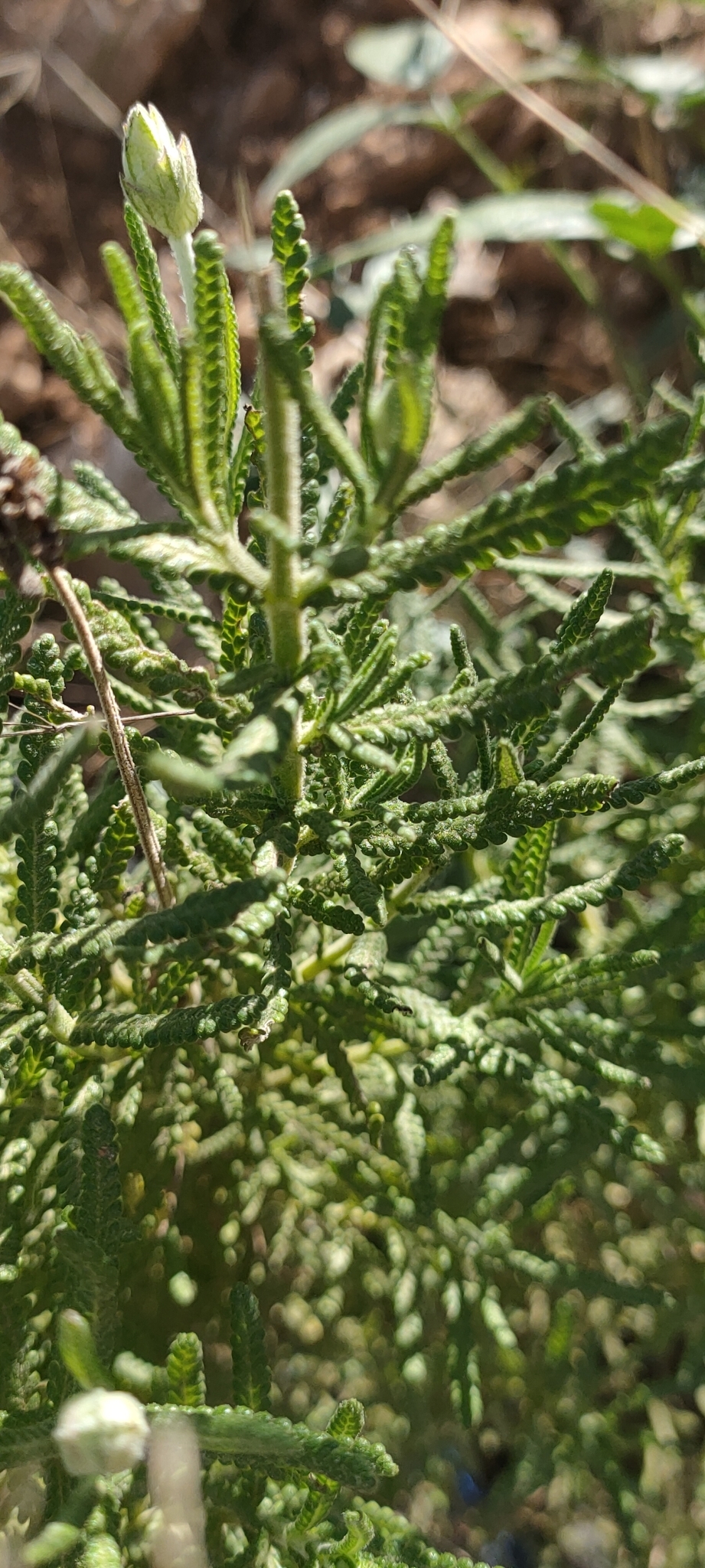 Imagem de Lavanda