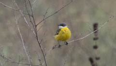 Motacilla flava cinereocapilla